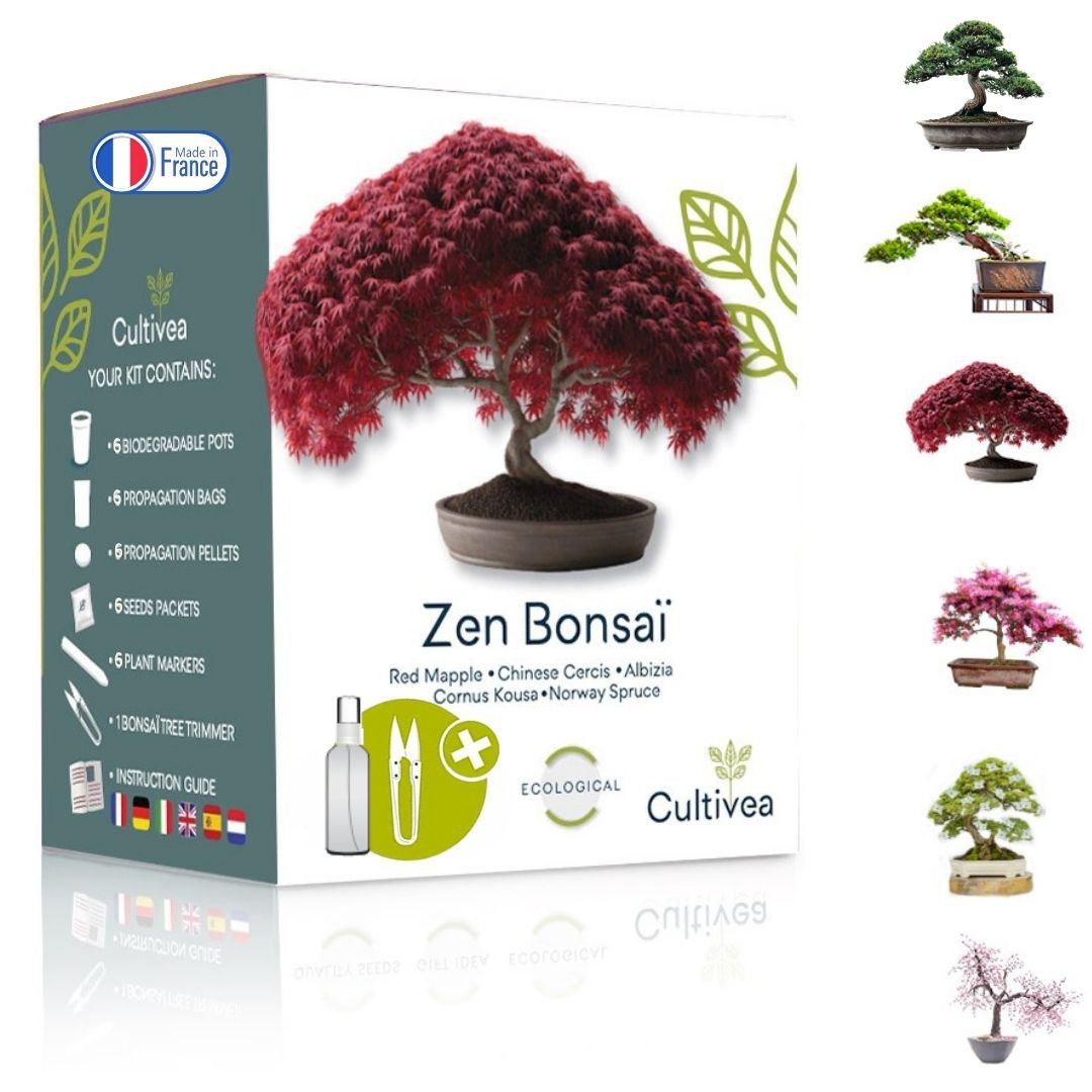 CULTIVEA® Ready to Grow Kit 6 Bonsai – Garten gestalten und dekorieren – Weihnachtsgeschenkidee (Roter Ahorn, Chinesischer Cercis, Juniperus, Liquidambar, Gemeine Fichte)