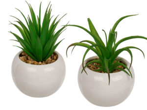 Decoration Succulents in white ceramik pot,