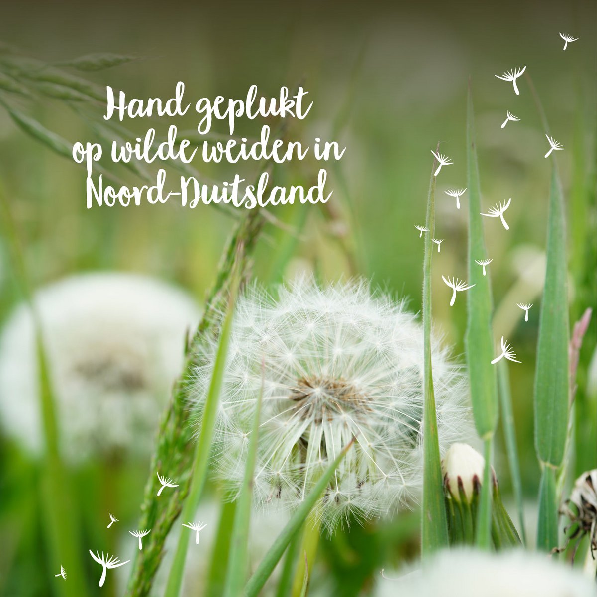 Kleine Wensvervuller (NL)