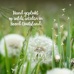 Kleine Wensvervuller (NL)