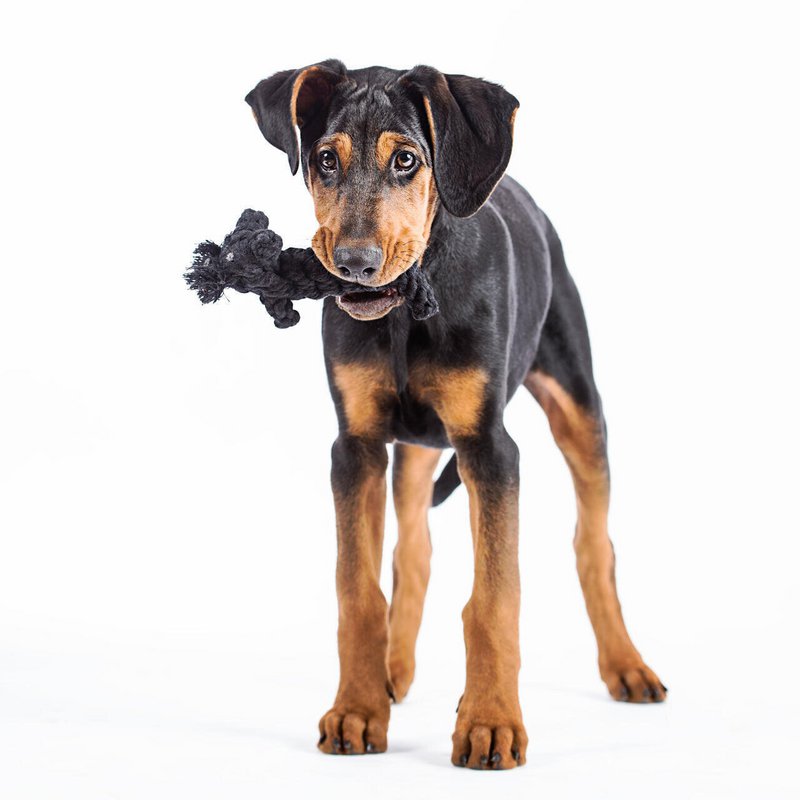Casanova the cat - cult toy for dogs