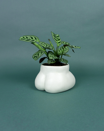 CACHE POT - SMALL BUTTLE