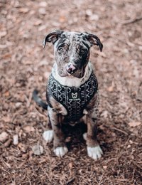 2-in-1 dog harness FK