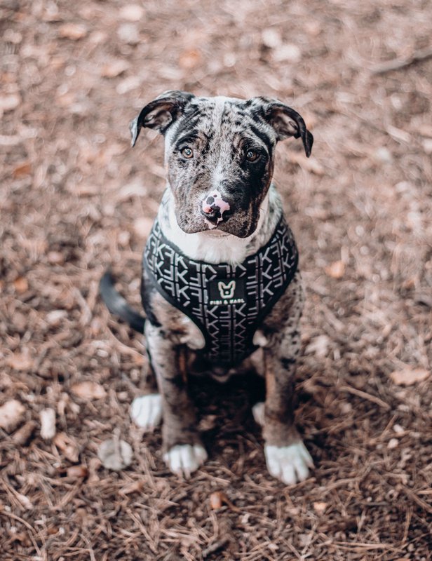 2-i-1 hundesele FK