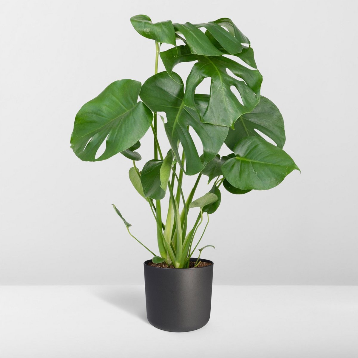 Monstera Deliciosa - Hole plant - Ø17cm - ↕55cm