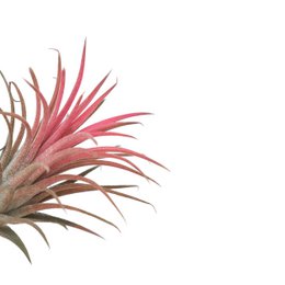 Tillandsia Ionantha Czerwony