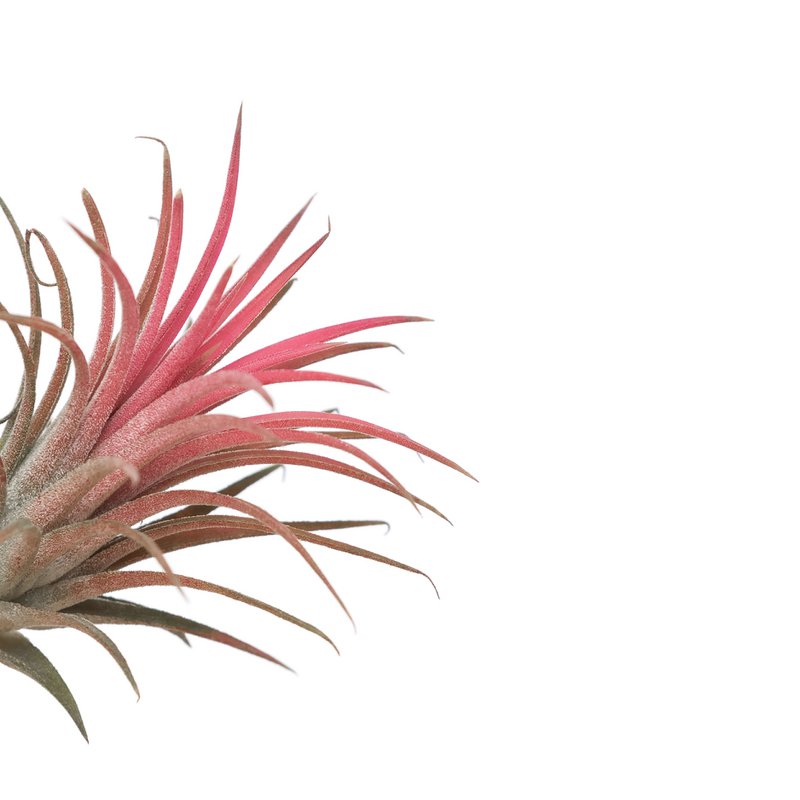 Tillandsia Ionantha Czerwony