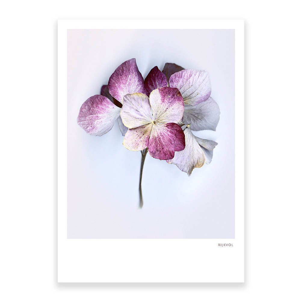 Hydrangea, postcard
