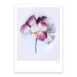 Vibrant pink and white hydrangea flower on postcard with website URL.