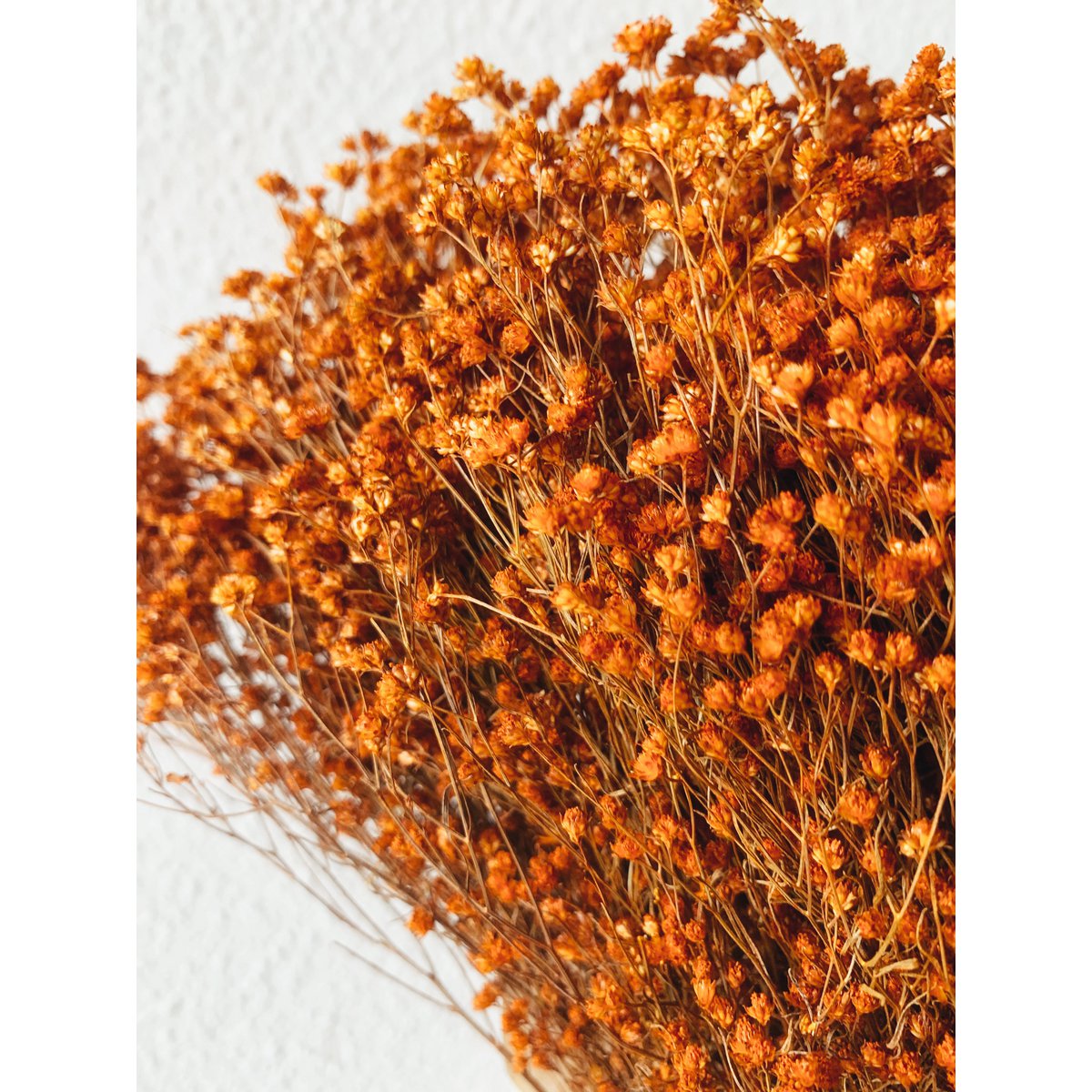 Besenblüte Orange Trockenblumen