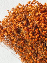 Besenblüte Orange Trockenblumen