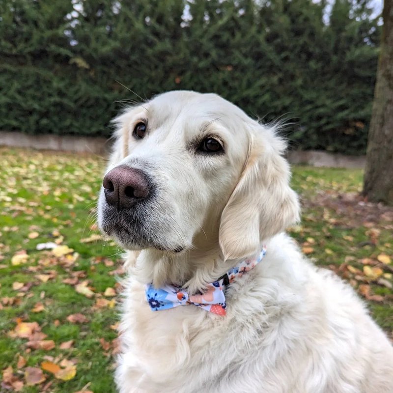 Forårs hundesløjfe
