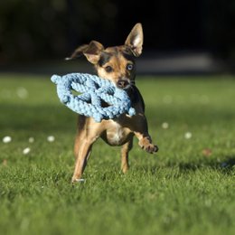 Skipper - juguete de culto para perros