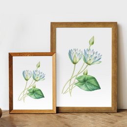 Mix di stampe d'arte botanica x16 | Illustrazione di fiori d'epoca | Decorazione artistica da parete