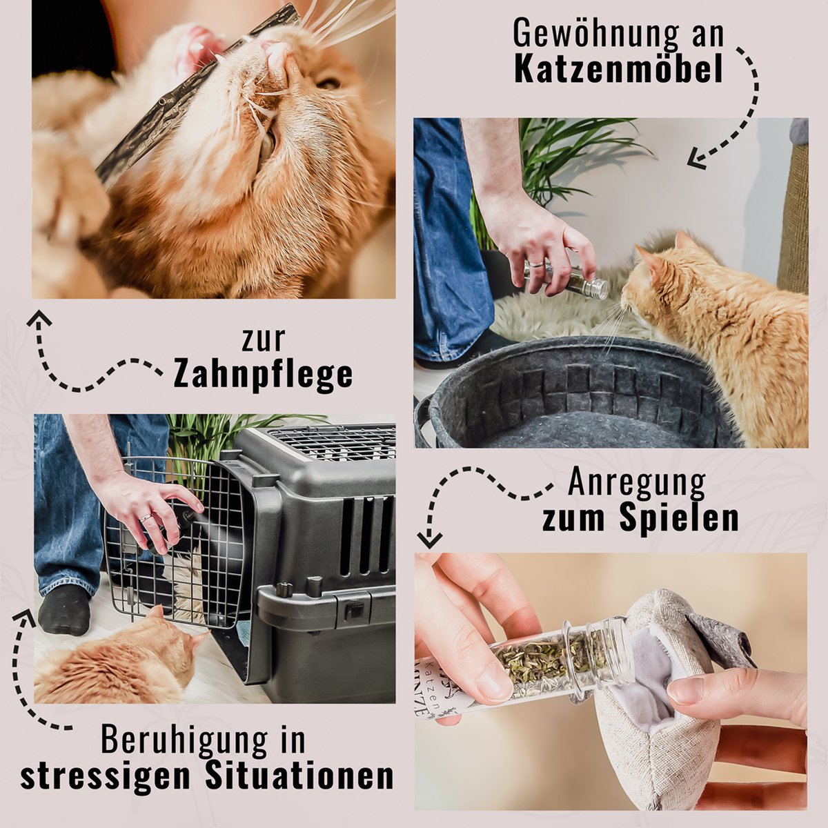ne&no® Geschenkset Katzen Wohlfühlkräuter: Katzenminze + Baldrian Spray +  Matatabi Sticks