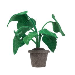 Planta alocasia, planta de decoración de fieltro.