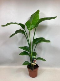 MEERgroothandel Planten