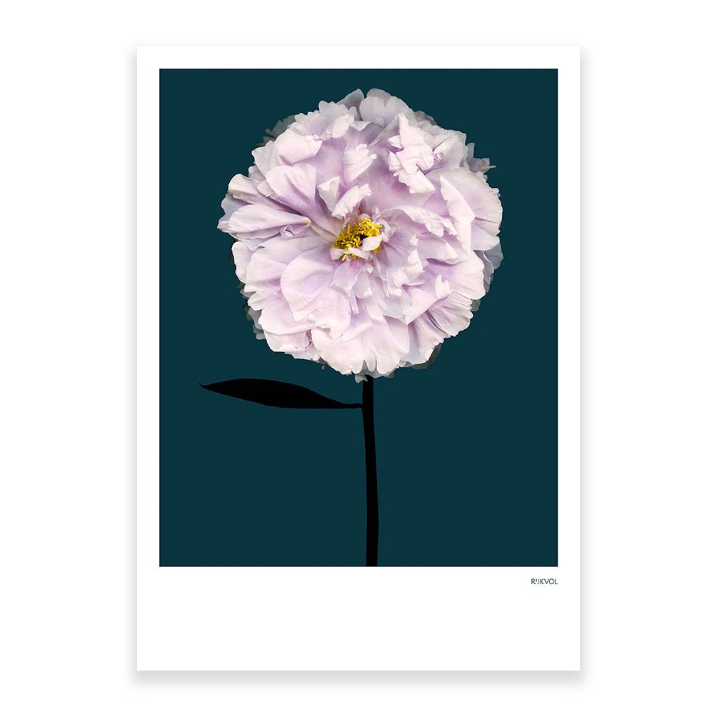 Peony 01, ansichtkaart