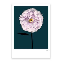Peony 01, postcard