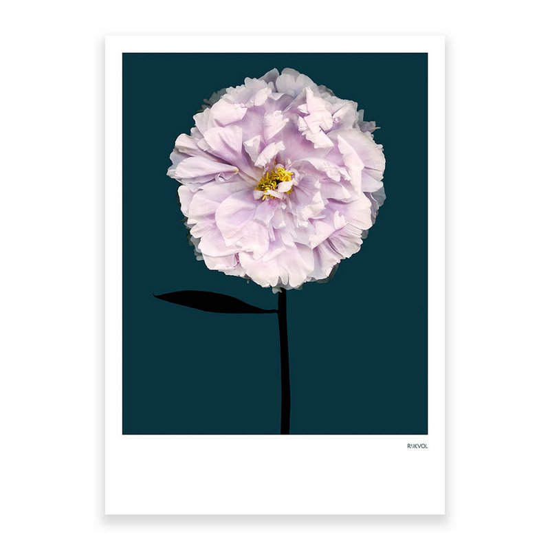 Peony 01, postcard