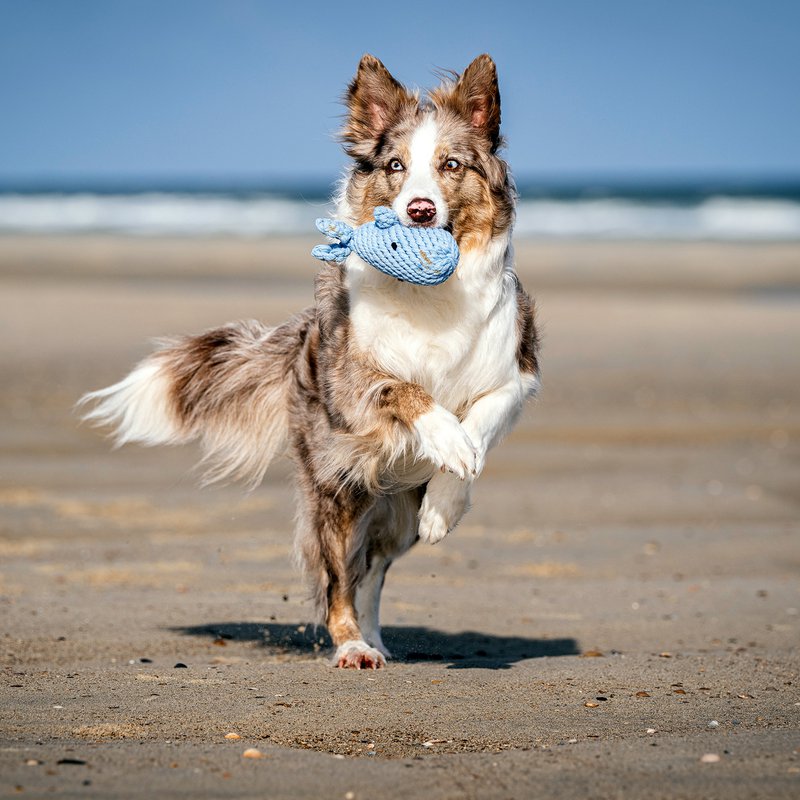 Maritimes Hundespielzeug aus Baumwolltau - CAPTAIN SPLASH