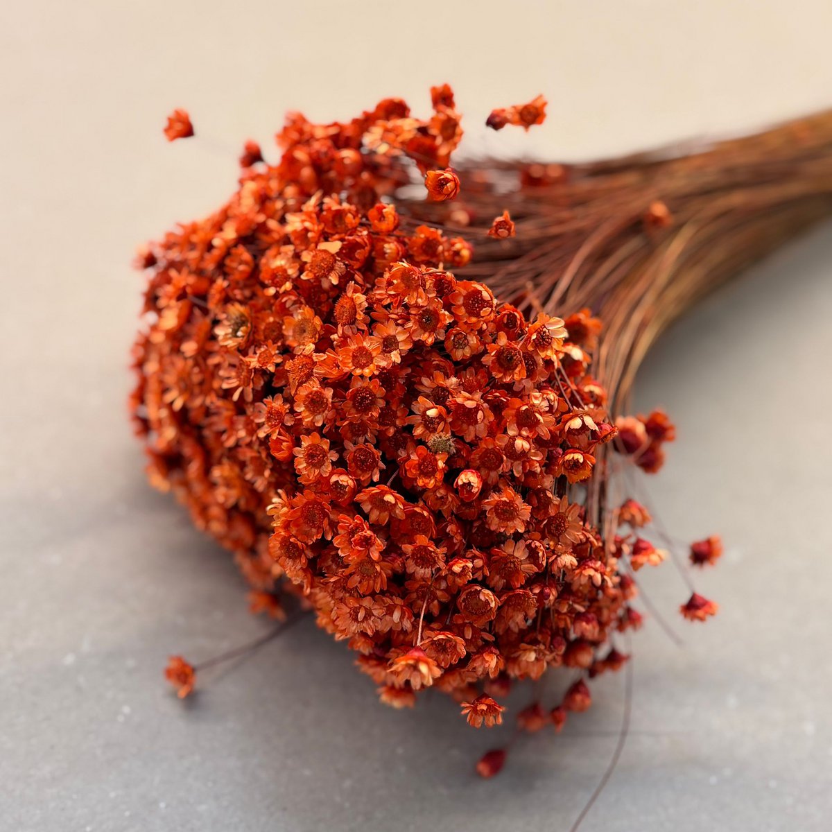 Glixia in diversity: Colorful dried flowers for creative decoration