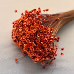 Glixia in diversity: Colorful dried flowers for creative decoration