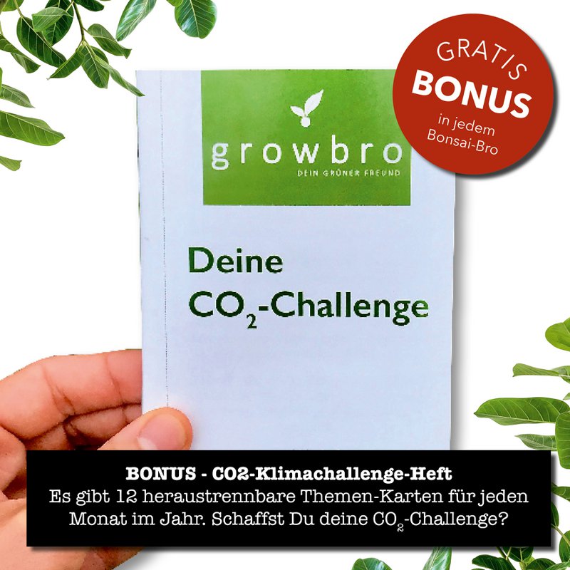 Bonsai - growbro - Kit de culture Wisteria avec cartes climatiques, cultivez votre propre bonsaï bro, cadeaux pour femmes et hommes, kit de démarrage bonsaï