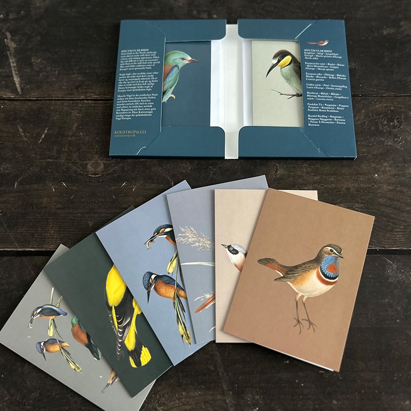 Spectacular birds - 8 quality cards w/envelopes