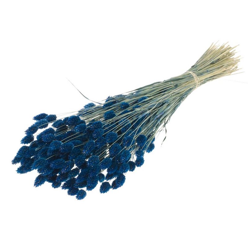 Phalaris dried, large cluster, 60-70cm, dark blue