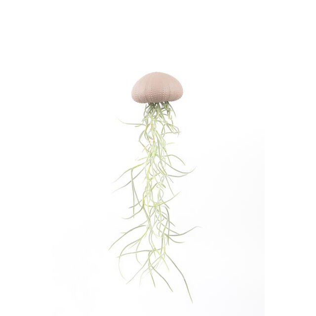 Air Plant Anhänger-Sea Reg mit Tillandsia-Pink-Medium