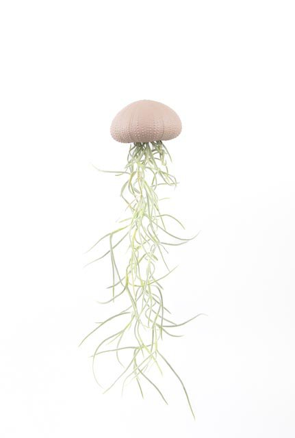 Rośliny powietrzne wisząca reg z Tillandsia-różową średnią