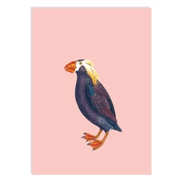 Postkarte Puffin