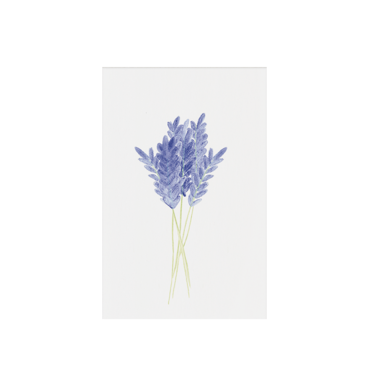 Lavendel, gavemærke