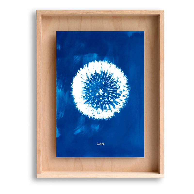 Cyanotype mælkebøtte