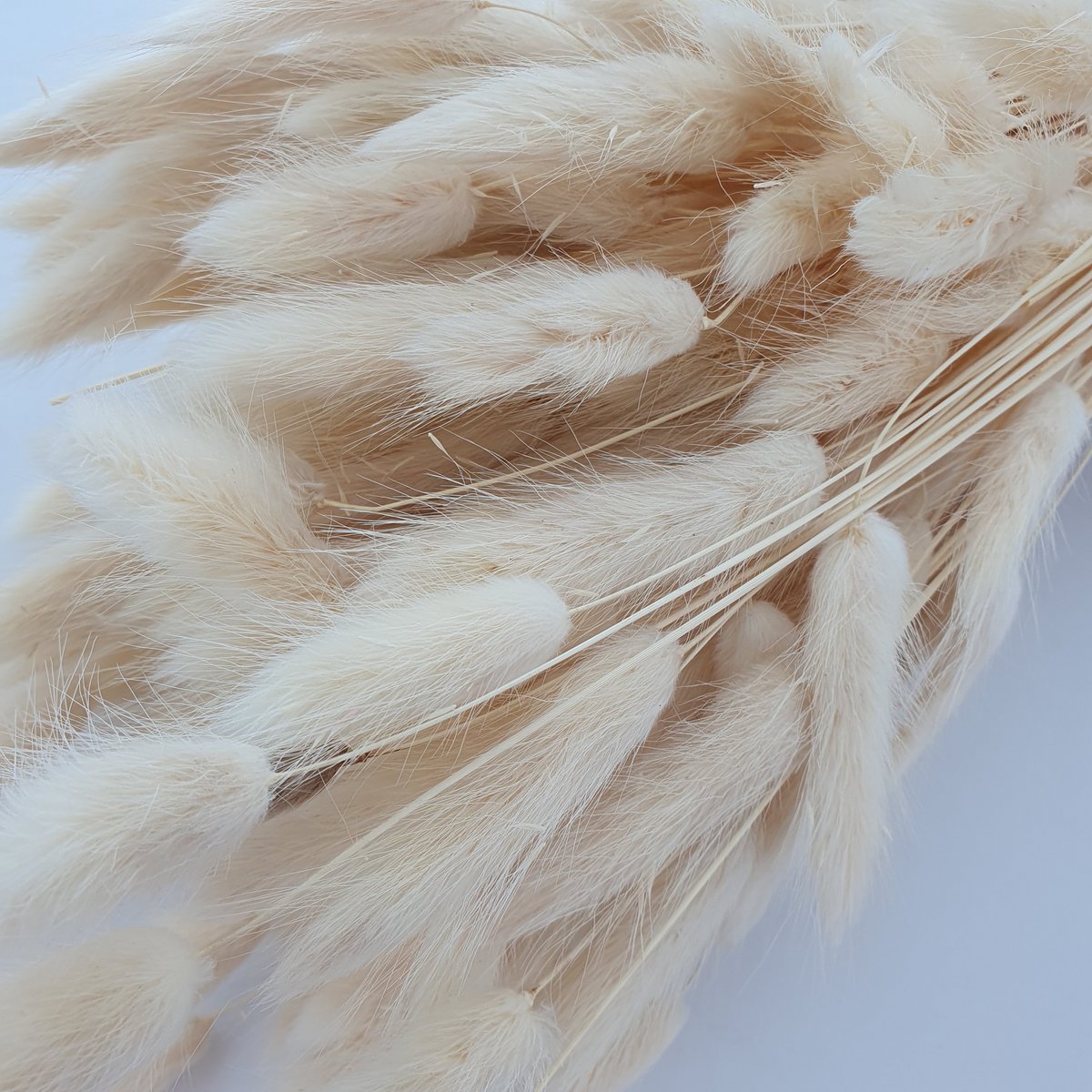 Sable Lagurus Dalio 100g