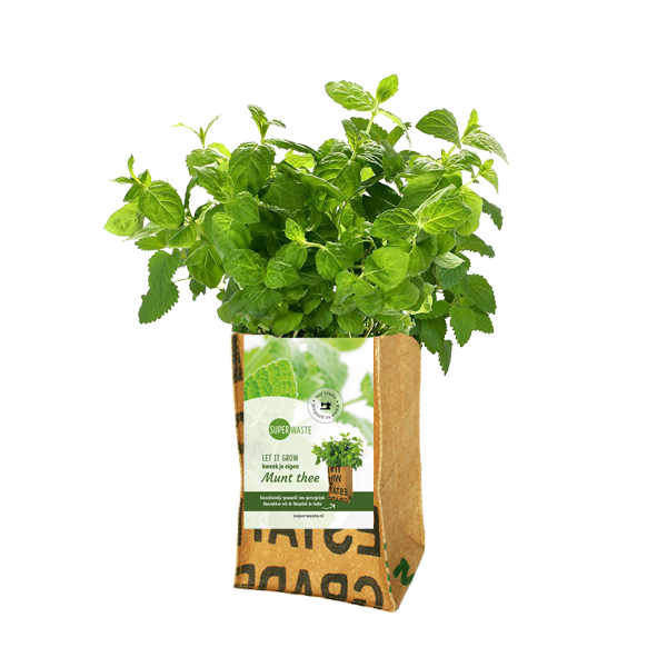 Let It Grow Grow Garden - Mint