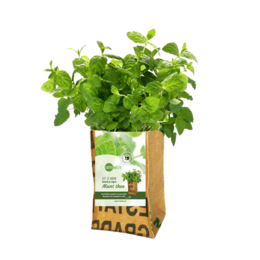 Green leafy mint plant in a paper grow bag, labeled "Let it Grow Nursery Garden - Mint". The plant has fresh green leaves and appears to be a mint variety.