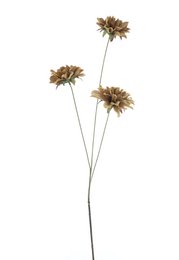 Dried dahlia spray, beige brown flowers, tall stem, botanical home decor arrangement.