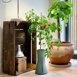 Botanium - Laurel Green (6-pack)