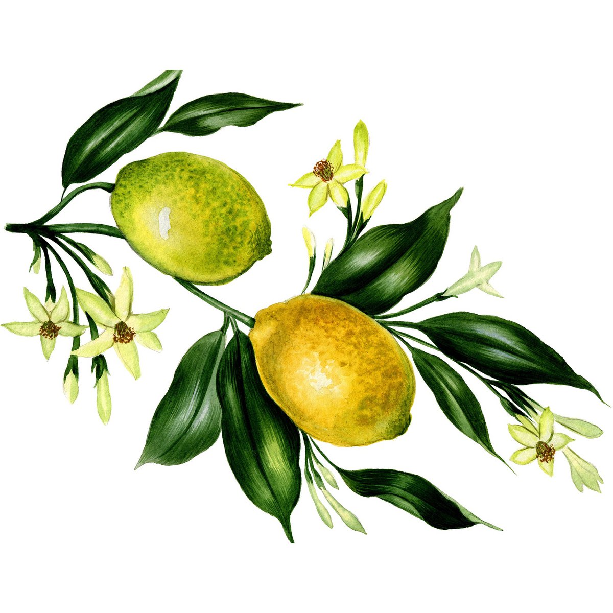 Splash guard - Lemontree