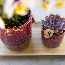 Kolibri Orchids | Gift Set Aura | Pink Phalaenopsis Orchid Congo with green plant in aura decorative pots on bamboo tray