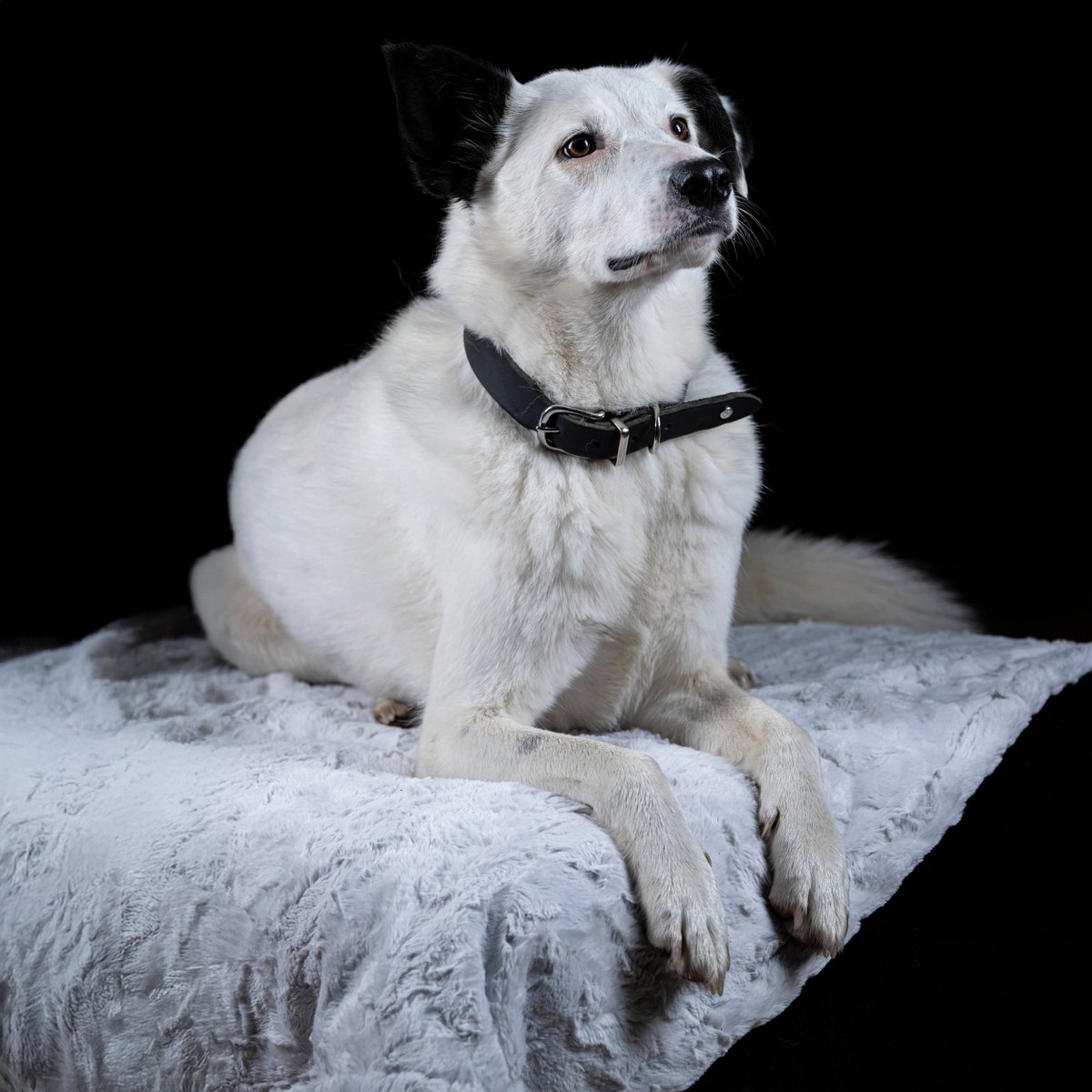 COZY Kuscheldecke für Hunde
