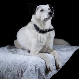COZY Kuscheldecke für Hunde