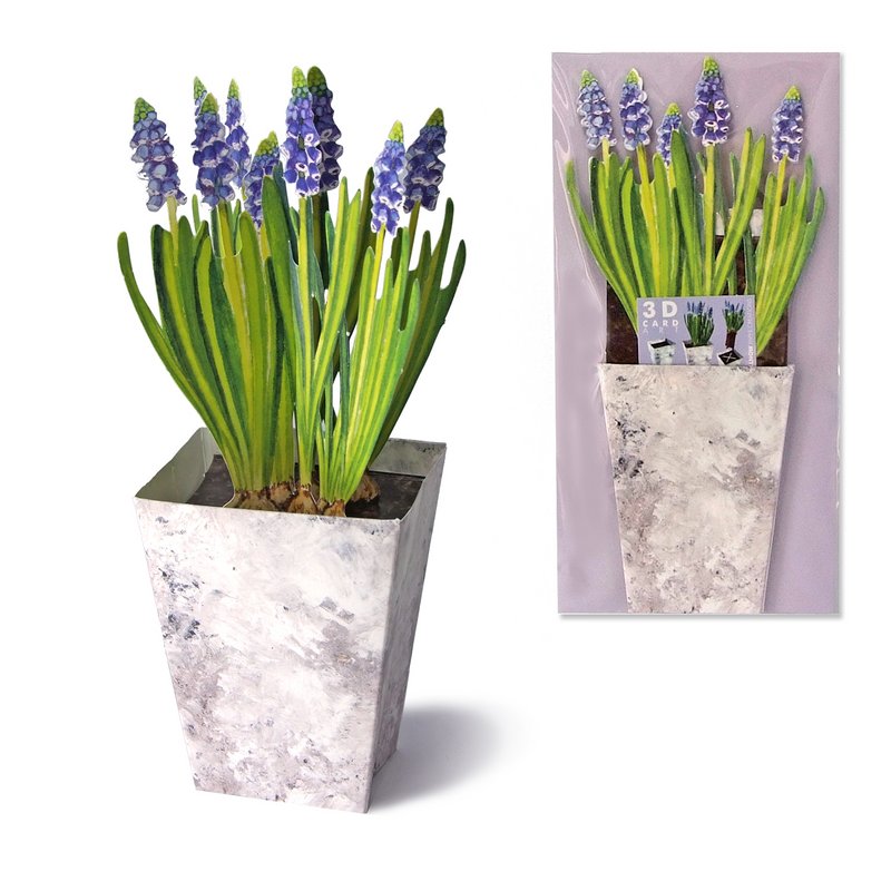3D flower card dwarf hyacinths