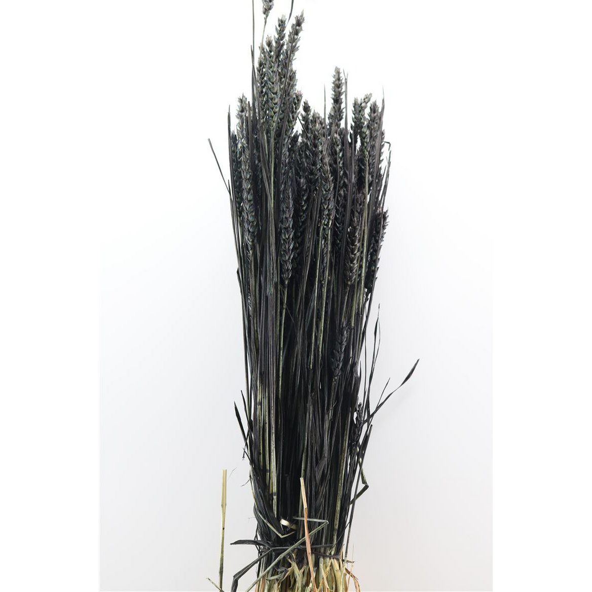 Triticum Zwart