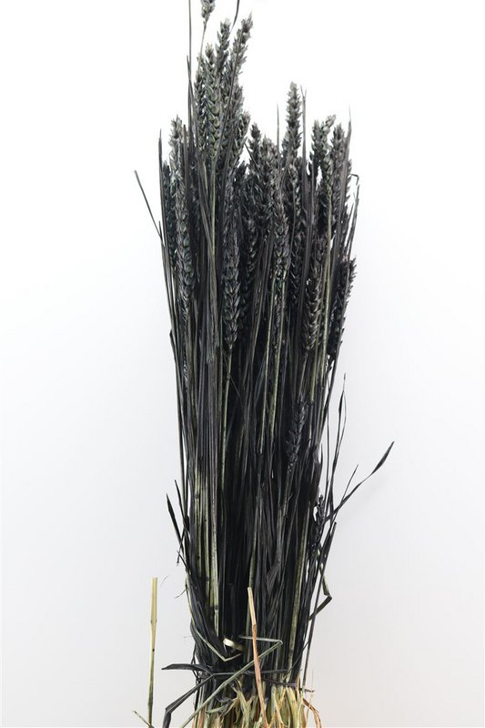 Triticum Zwart
