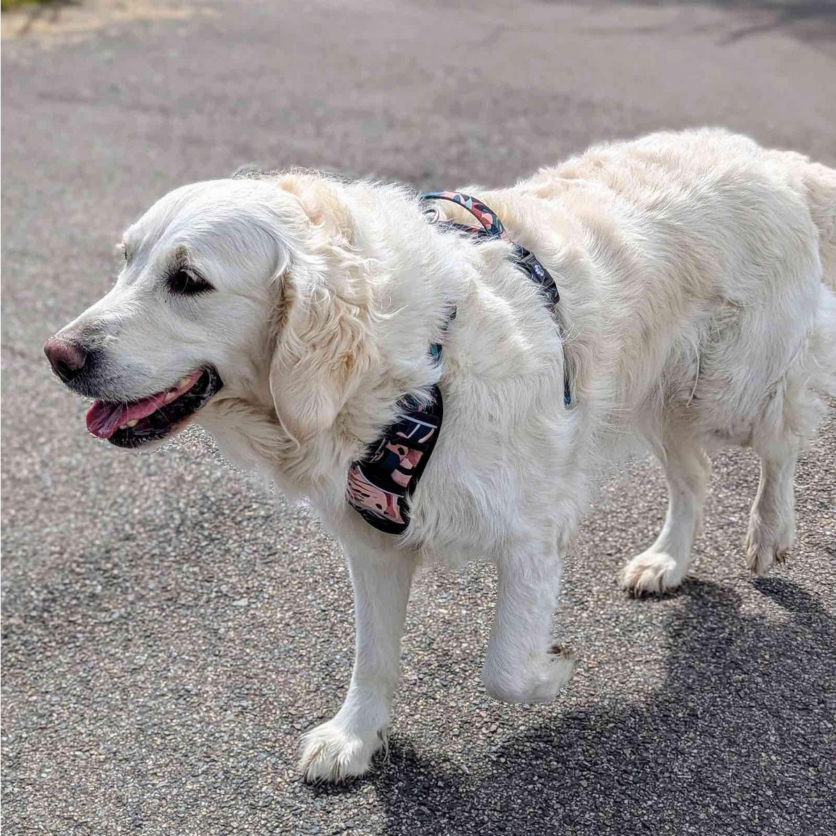 Savane Comfort Y Harness