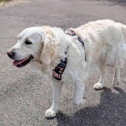 Savane Comfort Y Harness