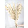 Pampas plumes - Cortaderia - natural - 100cm